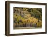 Mountain slope covered in autumn aspen trees, Grand Teton National Park, Wyoming-Adam Jones-Framed Photographic Print