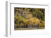 Mountain slope covered in autumn aspen trees, Grand Teton National Park, Wyoming-Adam Jones-Framed Photographic Print