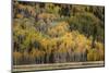 Mountain slope covered in autumn aspen trees, Grand Teton National Park, Wyoming-Adam Jones-Mounted Photographic Print