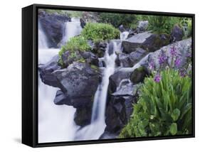 Mountain Stream and Wildflowers, Ouray, San Juan Mountains, Rocky Mountains, Colorado, USA-Rolf Nussbaumer-Framed Stretched Canvas