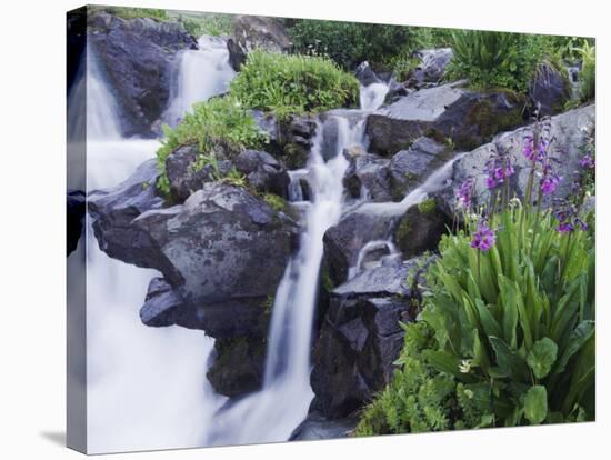 Mountain Stream and Wildflowers, Ouray, San Juan Mountains, Rocky Mountains, Colorado, USA-Rolf Nussbaumer-Stretched Canvas