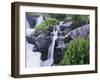 Mountain Stream and Wildflowers, Ouray, San Juan Mountains, Rocky Mountains, Colorado, USA-Rolf Nussbaumer-Framed Photographic Print