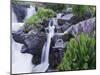 Mountain Stream and Wildflowers, Ouray, San Juan Mountains, Rocky Mountains, Colorado, USA-Rolf Nussbaumer-Mounted Photographic Print