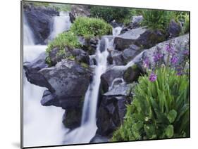 Mountain Stream and Wildflowers, Ouray, San Juan Mountains, Rocky Mountains, Colorado, USA-Rolf Nussbaumer-Mounted Photographic Print