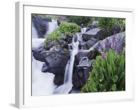 Mountain Stream and Wildflowers, Ouray, San Juan Mountains, Rocky Mountains, Colorado, USA-Rolf Nussbaumer-Framed Photographic Print