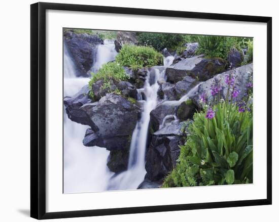Mountain Stream and Wildflowers, Ouray, San Juan Mountains, Rocky Mountains, Colorado, USA-Rolf Nussbaumer-Framed Photographic Print