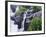 Mountain Stream and Wildflowers, Ouray, San Juan Mountains, Rocky Mountains, Colorado, USA-Rolf Nussbaumer-Framed Photographic Print