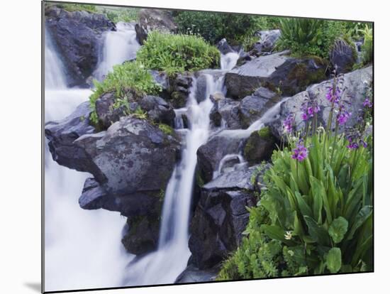 Mountain Stream and Wildflowers, Ouray, San Juan Mountains, Rocky Mountains, Colorado, USA-Rolf Nussbaumer-Mounted Photographic Print