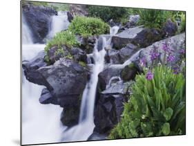 Mountain Stream and Wildflowers, Ouray, San Juan Mountains, Rocky Mountains, Colorado, USA-Rolf Nussbaumer-Mounted Photographic Print