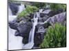 Mountain Stream and Wildflowers, Ouray, San Juan Mountains, Rocky Mountains, Colorado, USA-Rolf Nussbaumer-Mounted Photographic Print
