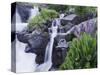 Mountain Stream and Wildflowers, Ouray, San Juan Mountains, Rocky Mountains, Colorado, USA-Rolf Nussbaumer-Stretched Canvas