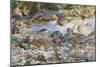 Mountain Stream, c.1912-14-John Singer Sargent-Mounted Giclee Print