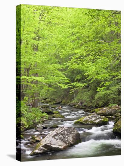 Mountain Stream, Great Smoky Mountains National Park, North Carolina, Usa-Adam Jones-Stretched Canvas