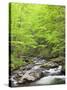 Mountain Stream, Great Smoky Mountains National Park, North Carolina, Usa-Adam Jones-Stretched Canvas