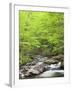 Mountain Stream, Great Smoky Mountains National Park, North Carolina, Usa-Adam Jones-Framed Photographic Print