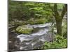 Mountain Stream, Great Smoky Mountains National Park, North Carolina, Usa-Adam Jones-Mounted Photographic Print