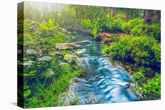Mountain Stream in Green Forest. Carpathians, Ukraine-goinyk-Stretched Canvas