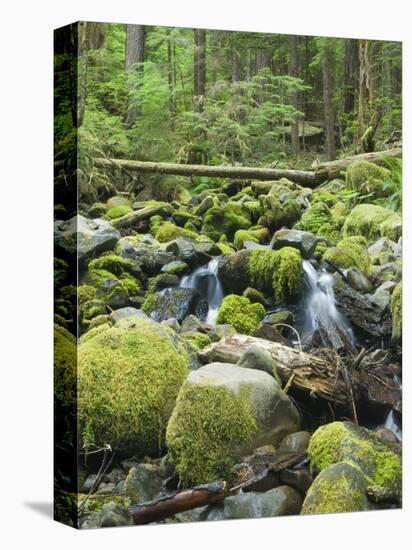 Mountain Stream in Old Growth Forest at Sol Duc, Olympic National Park, Washington, USA-Rob Tilley-Stretched Canvas