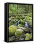 Mountain Stream in Old Growth Forest at Sol Duc, Olympic National Park, Washington, USA-Rob Tilley-Framed Stretched Canvas