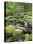 Mountain Stream in Old Growth Forest at Sol Duc, Olympic National Park, Washington, USA-Rob Tilley-Stretched Canvas