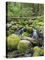 Mountain Stream in Old Growth Forest at Sol Duc, Olympic National Park, Washington, USA-Rob Tilley-Stretched Canvas