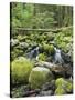 Mountain Stream in Old Growth Forest at Sol Duc, Olympic National Park, Washington, USA-Rob Tilley-Stretched Canvas