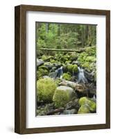 Mountain Stream in Old Growth Forest at Sol Duc, Olympic National Park, Washington, USA-Rob Tilley-Framed Photographic Print