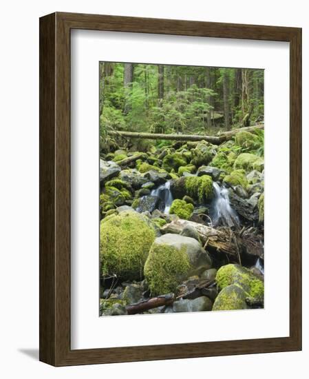 Mountain Stream in Old Growth Forest at Sol Duc, Olympic National Park, Washington, USA-Rob Tilley-Framed Photographic Print