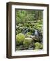 Mountain Stream in Old Growth Forest at Sol Duc, Olympic National Park, Washington, USA-Rob Tilley-Framed Photographic Print