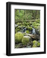 Mountain Stream in Old Growth Forest at Sol Duc, Olympic National Park, Washington, USA-Rob Tilley-Framed Photographic Print