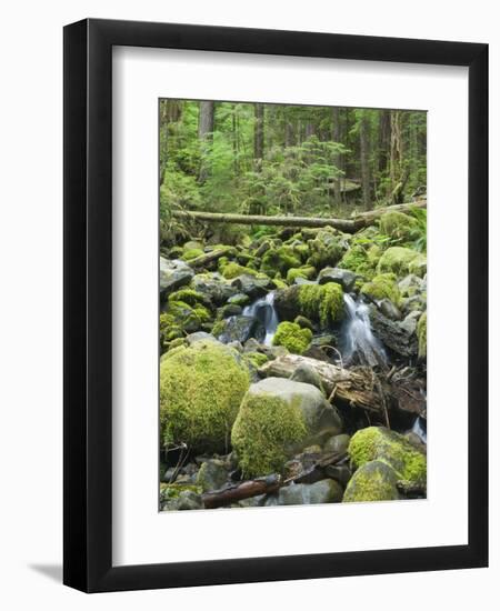 Mountain Stream in Old Growth Forest at Sol Duc, Olympic National Park, Washington, USA-Rob Tilley-Framed Photographic Print