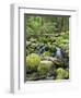 Mountain Stream in Old Growth Forest at Sol Duc, Olympic National Park, Washington, USA-Rob Tilley-Framed Photographic Print