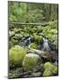 Mountain Stream in Old Growth Forest at Sol Duc, Olympic National Park, Washington, USA-Rob Tilley-Mounted Photographic Print