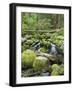 Mountain Stream in Old Growth Forest at Sol Duc, Olympic National Park, Washington, USA-Rob Tilley-Framed Photographic Print