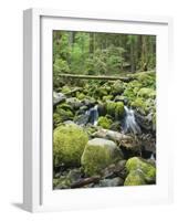 Mountain Stream in Old Growth Forest at Sol Duc, Olympic National Park, Washington, USA-Rob Tilley-Framed Photographic Print