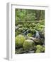 Mountain Stream in Old Growth Forest at Sol Duc, Olympic National Park, Washington, USA-Rob Tilley-Framed Photographic Print