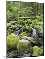 Mountain Stream in Old Growth Forest at Sol Duc, Olympic National Park, Washington, USA-Rob Tilley-Mounted Photographic Print