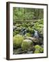 Mountain Stream in Old Growth Forest at Sol Duc, Olympic National Park, Washington, USA-Rob Tilley-Framed Photographic Print