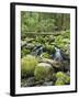 Mountain Stream in Old Growth Forest at Sol Duc, Olympic National Park, Washington, USA-Rob Tilley-Framed Photographic Print