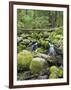 Mountain Stream in Old Growth Forest at Sol Duc, Olympic National Park, Washington, USA-Rob Tilley-Framed Photographic Print