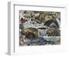 Mountain Stream Near Champéry, 1916-Ferdinand Hodler-Framed Giclee Print