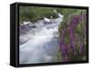 Mountain Stream, Ouray, San Juan Mountains, Rocky Mountains, Colorado, USA-Rolf Nussbaumer-Framed Stretched Canvas