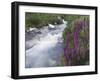 Mountain Stream, Ouray, San Juan Mountains, Rocky Mountains, Colorado, USA-Rolf Nussbaumer-Framed Photographic Print