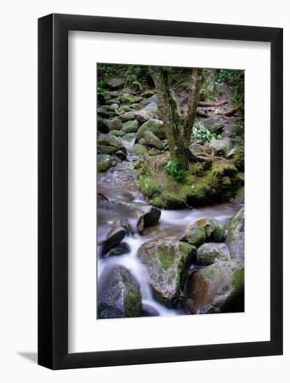 Mountain Stream, Tennessee-Steve Gadomski-Framed Photographic Print