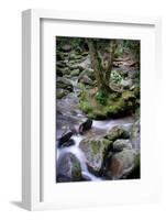 Mountain Stream, Tennessee-Steve Gadomski-Framed Photographic Print