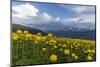 Mountain Summer in the Schanfigg, Canton of Grisons-Armin Mathis-Mounted Photographic Print