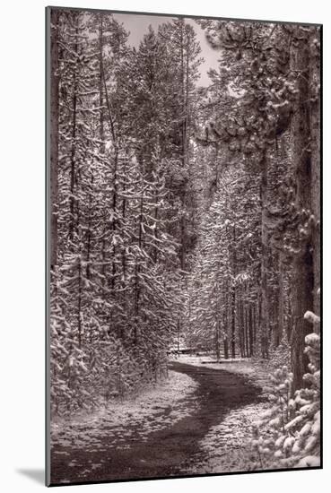 Mountain Trail Yellowstone BW-Steve Gadomski-Mounted Photographic Print