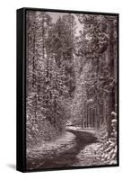 Mountain Trail Yellowstone BW-Steve Gadomski-Framed Stretched Canvas