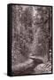 Mountain Trail Yellowstone BW-Steve Gadomski-Framed Stretched Canvas