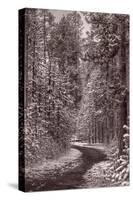 Mountain Trail Yellowstone BW-Steve Gadomski-Stretched Canvas